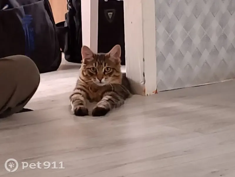 Пропала кошка, ул. Производственная, Курумкан - photo