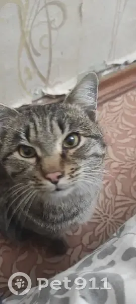 Кошка найдена в Ангарске, ул. 11. - photo