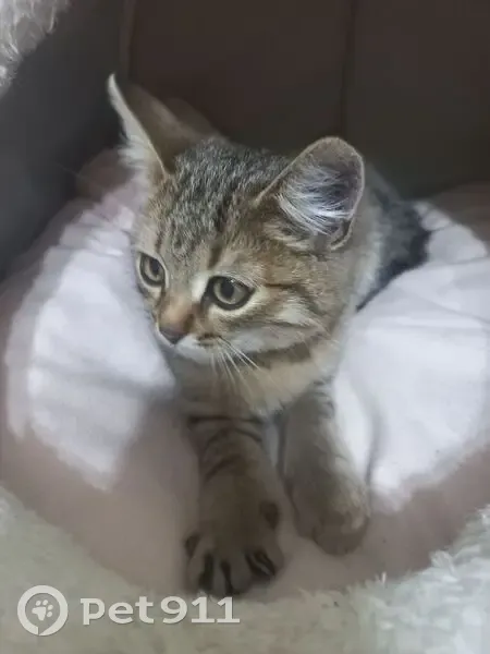 Кошка найдена, Набережные Челны - photo