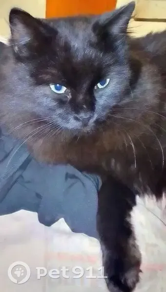 Пропала чёрная кошка, Архангельская обл. - photo