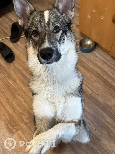 Пропала собака в Ягодном, Томская область - photo