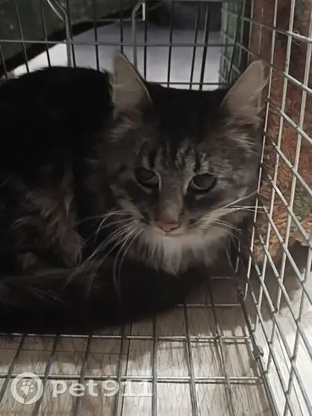 Крупный кот найден: Школьный пер., 9, Вологда - photo