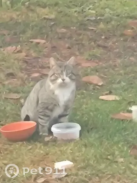 Кошка найдена в Кирпичном, Ленобласть - photo