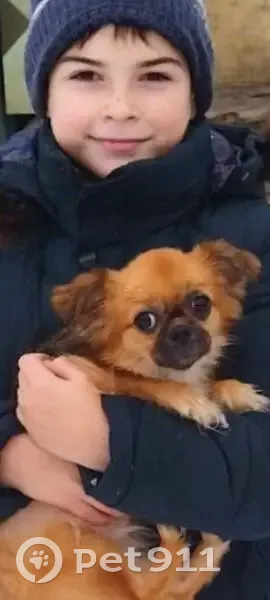 Пропала собака в Миллерово, Ростовская область - photo