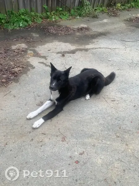 Найдена собака в Исетском, Свердловская обл. - photo