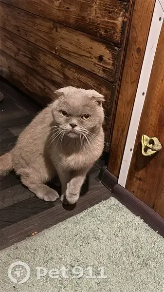 Кошка найдена: ул. Охотников, 36А, Кемерово - photo