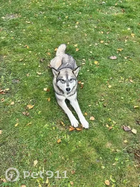 Щенок найден: Московская область - photo