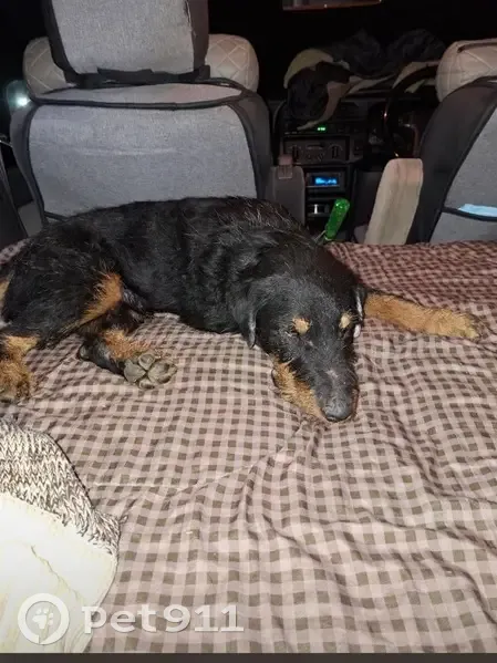 Спасское: найдена собака с белым ушком - photo