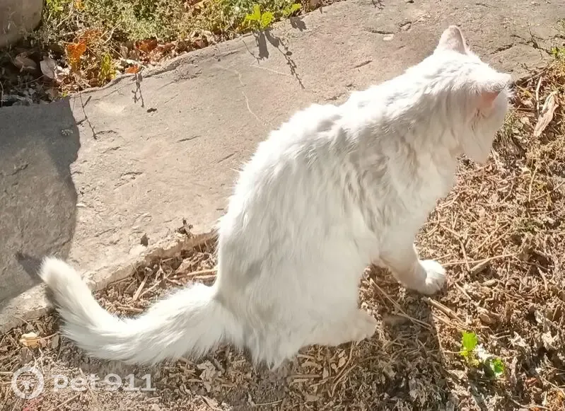 Пропала кошка на ул. Фурманова, Фролово - photo