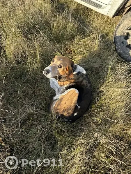 Собака найдена: Воршево, 61Н-386 - photo