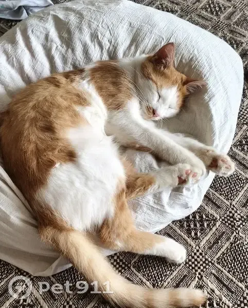 Пропал кот, 1801 км трассы 