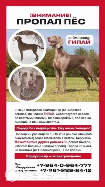 Пропала собака, Турунтаевское с/п, Томск - photo