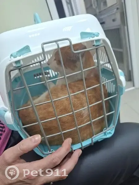 Кошка найдена: Достоевского, 61, Курган - photo