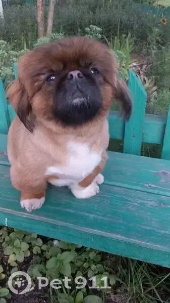 Пропала собака, ДТП, Ставропольский край - photo