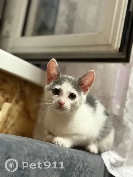 Ласковая кошка найдена, Берёзовая Роща 9/2 - photo