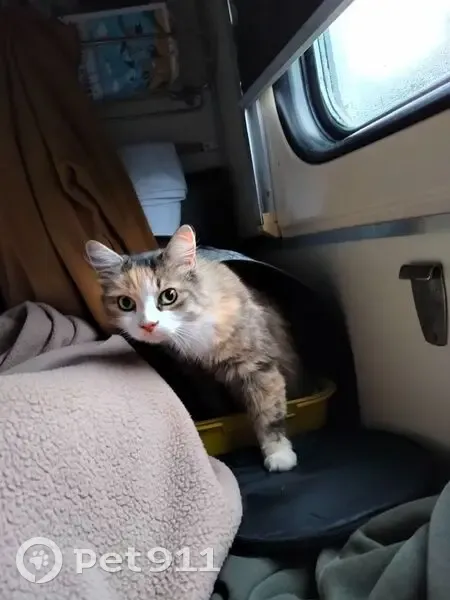 Пропала кошка, Россошь, Воронежская обл. - photo