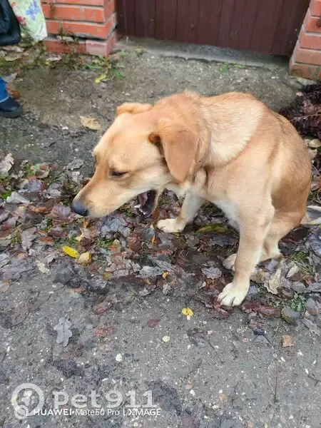 Собака найдена, Московская область - photo