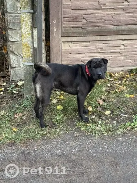 Собака найдена: Боровая, Смоленская обл. - photo