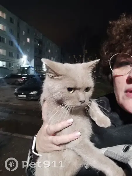 Кошка найдена: ул. Шагова, 195, Кострома - photo