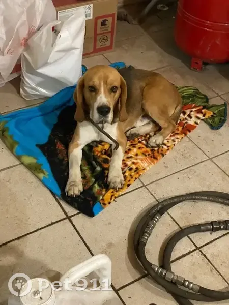 Собака найдена в Большаково, Челябинск - photo