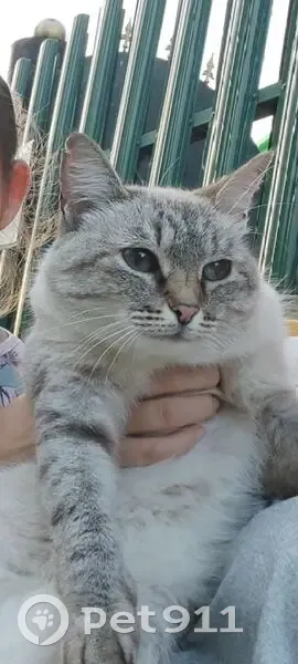 Пропала тайская кошка, Камские Поляны - photo