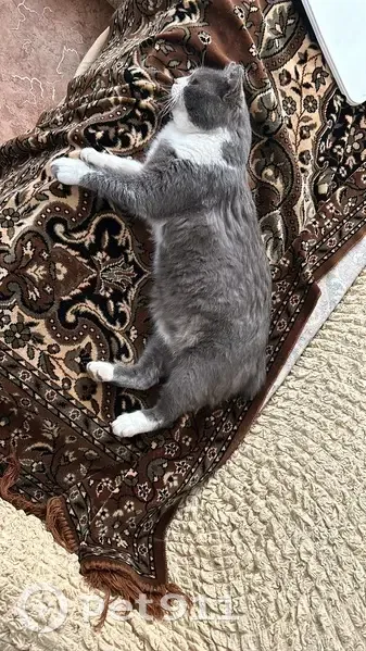 Пропал кот Кузя, хутор Ташла - photo