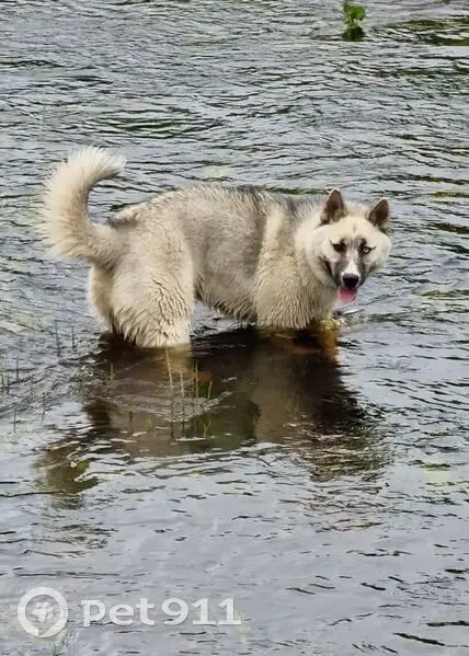 Пропала собака, Белавинская, Вологда - photo