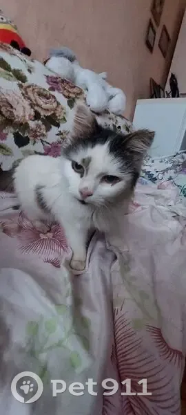 Кошка найдена в Никулино, Мошок - photo