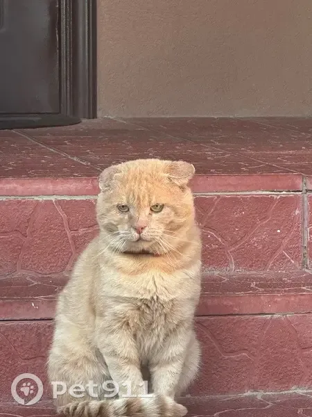 Пропал рыжий кот, Приморская 17, Зеленоградск - photo