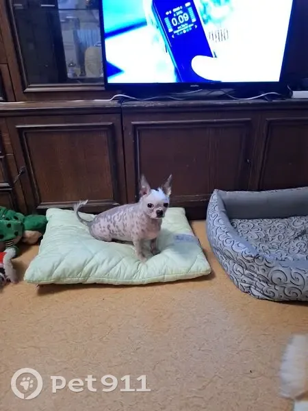 Пропала собака в комбезе, Костромская обл. - photo