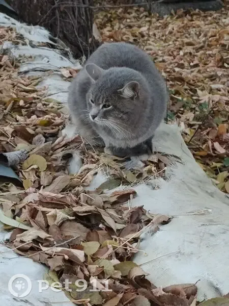 Кот найден, Лесная ул., Москва - photo