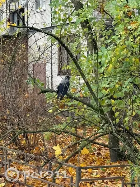 Ворона со сломанным крылом, Крыленко 21 - photo