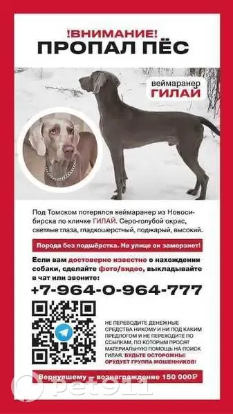 Пропала собака, ул. Королёва 2, ЗС - photo