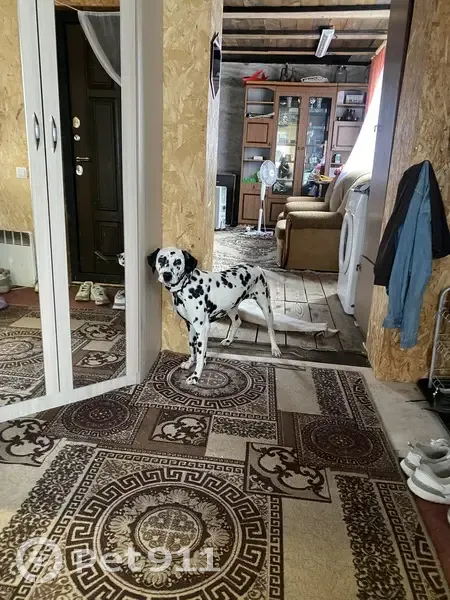 Пропала собака в Карлуке, Иркутская обл. - photo