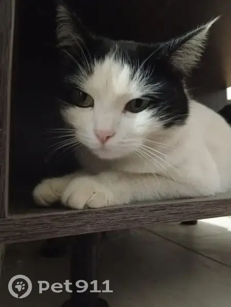 Пропала кошка, Уштерек, Алматинская область - photo