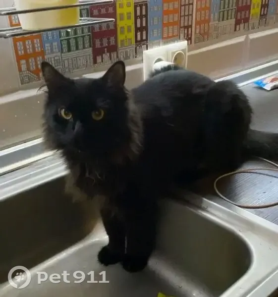 Пропала черная кошка, Ростовская 19Б - photo