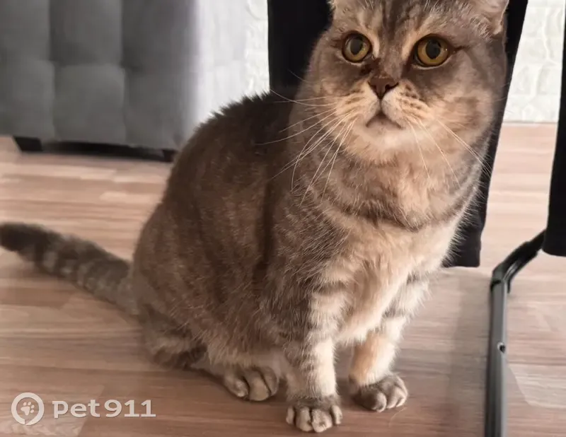 Пропала кошка, ул. Рокоссовского 87, Волгоград - photo