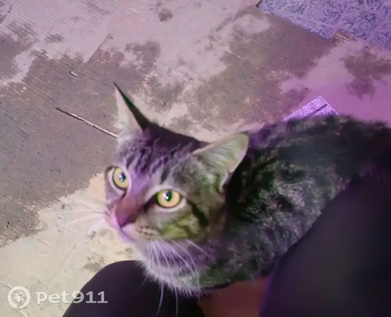 Кошка найдена в Хлевном, Липецкая обл. - photo