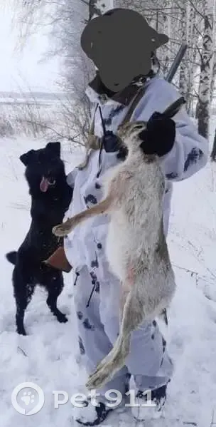 Пропала собака в Тамбовской области - photo