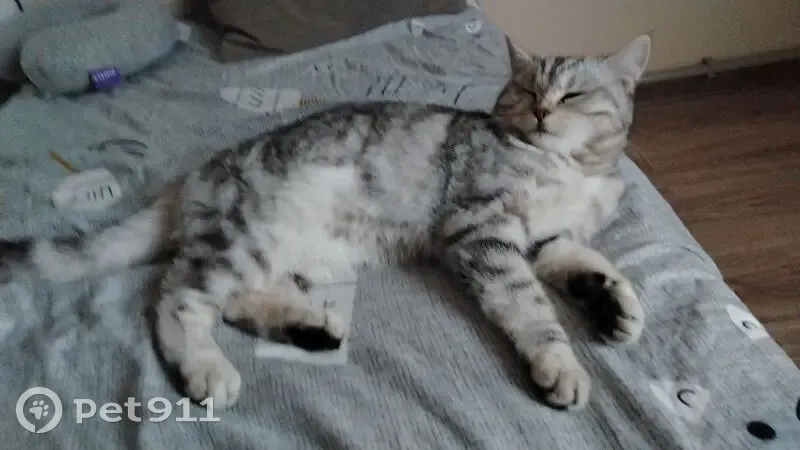 Пропала кошка, Первомайская 12, Житковичи - photo