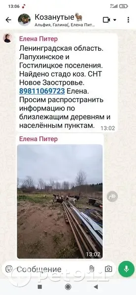 Козы найдены в Гостилицком СП, Ленобласть - photo
