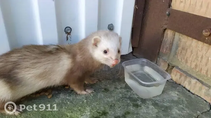 Пропал белый хорек, ул. Ленина, 35, Каневская - photo