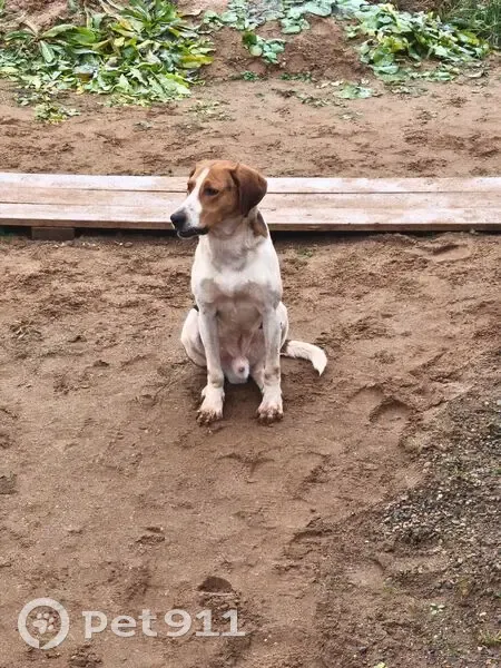 Собака найдена, Удмуртия - photo