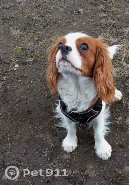 Пропал Сэм, Парковая ул., Старобин - photo