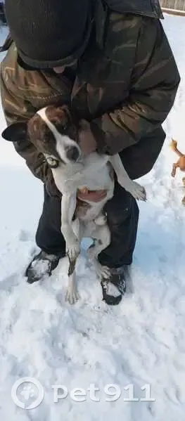 Найдена собака в Воскресенском, Омская обл. - photo