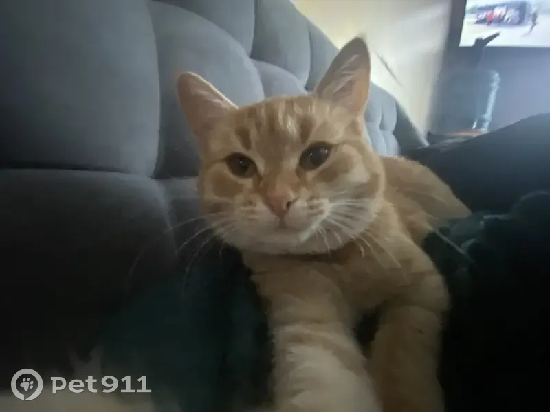 Пропала кошка, Шуваловская ул., Шувалово - photo