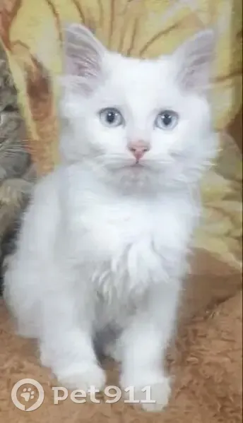 Пропала белая кошка, ул. Мира 103 - photo
