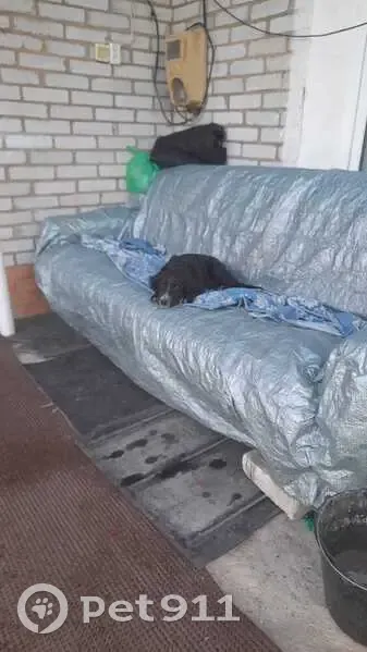 Пропала собака, Домбаровский, Оренбург. - photo