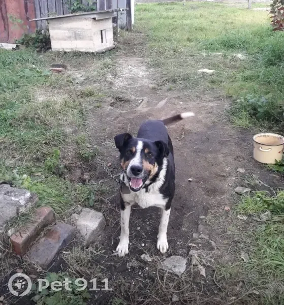 Пропала собака в Ерковцах, Амурская обл. - photo