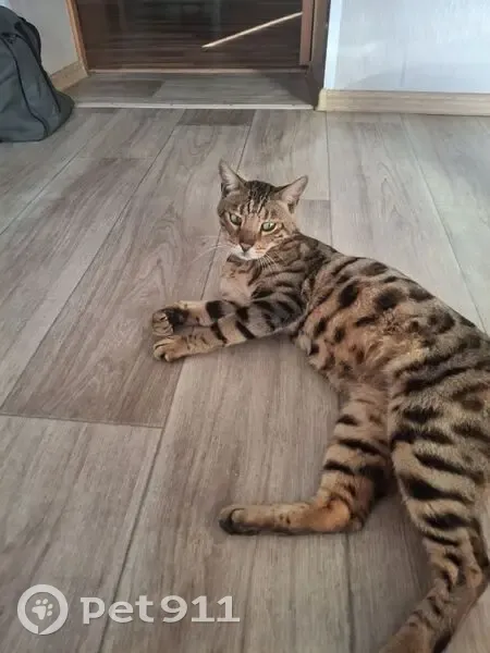 Кот найден: Среднеягодный, 11, Подбельск - photo